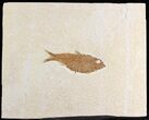 Kinghtia Fossil Fish - Wyoming #28622-1
